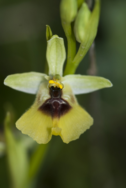 Ophrys dalla Lucania